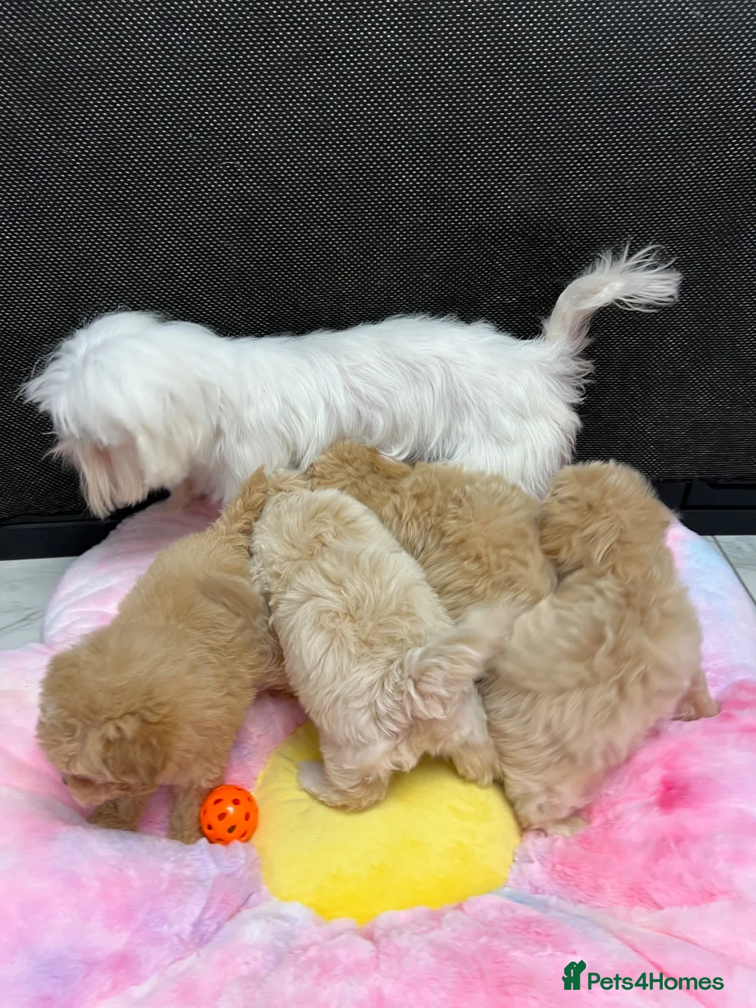 Maltipoo dogs for sale: 🐶❤️ Our beautiful Maltipoo puppies ❤️🐶 - Advert 28