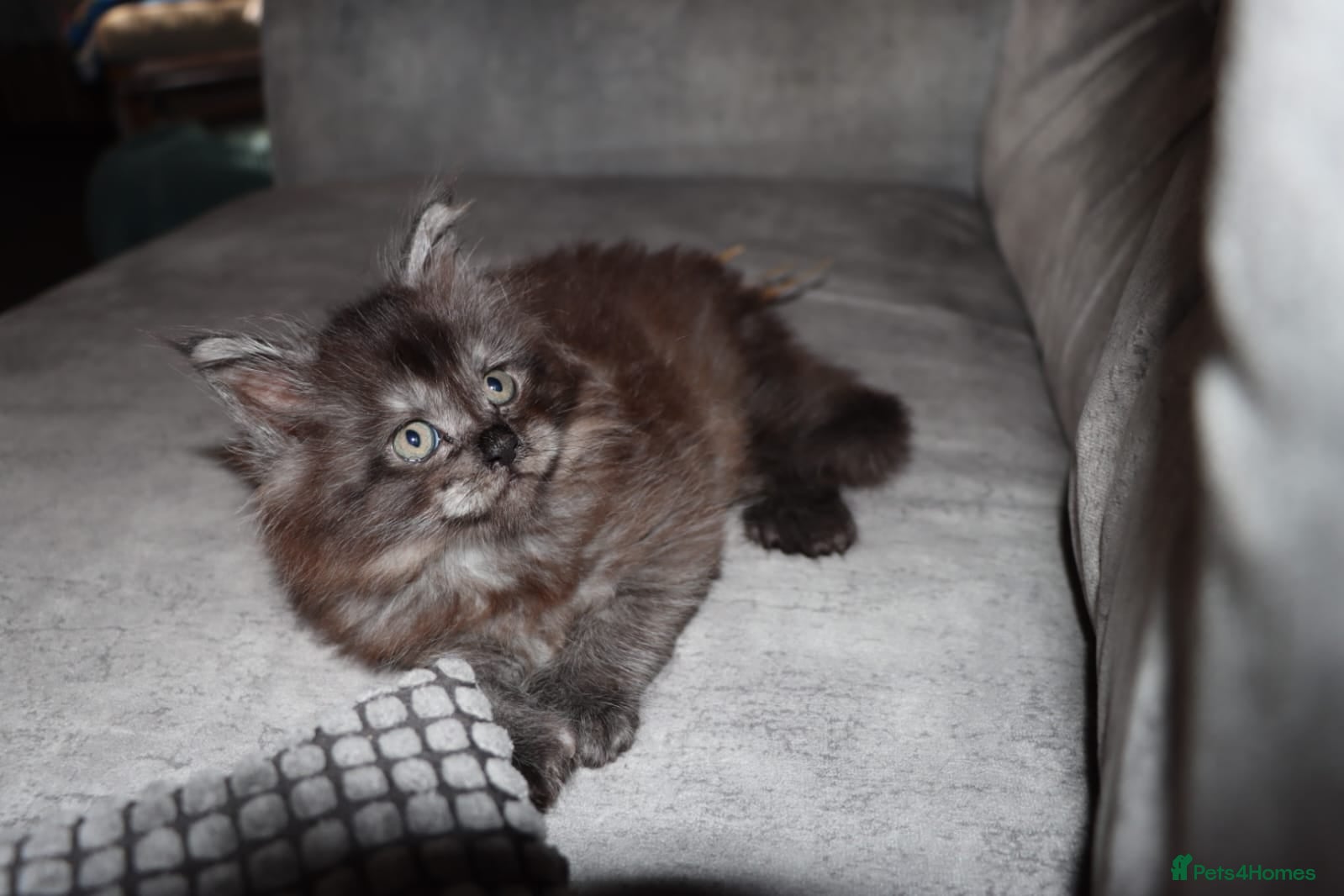 Maine Coon cats XL Polydactyl Black Smoke Maine Coon - Advert 9