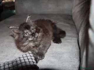 Maine Coon cats XL Polydactyl Black Smoke Maine Coon - Advert 9