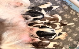 Sprocker dogs for sale: Stunning Sprocker pups  - Image 7