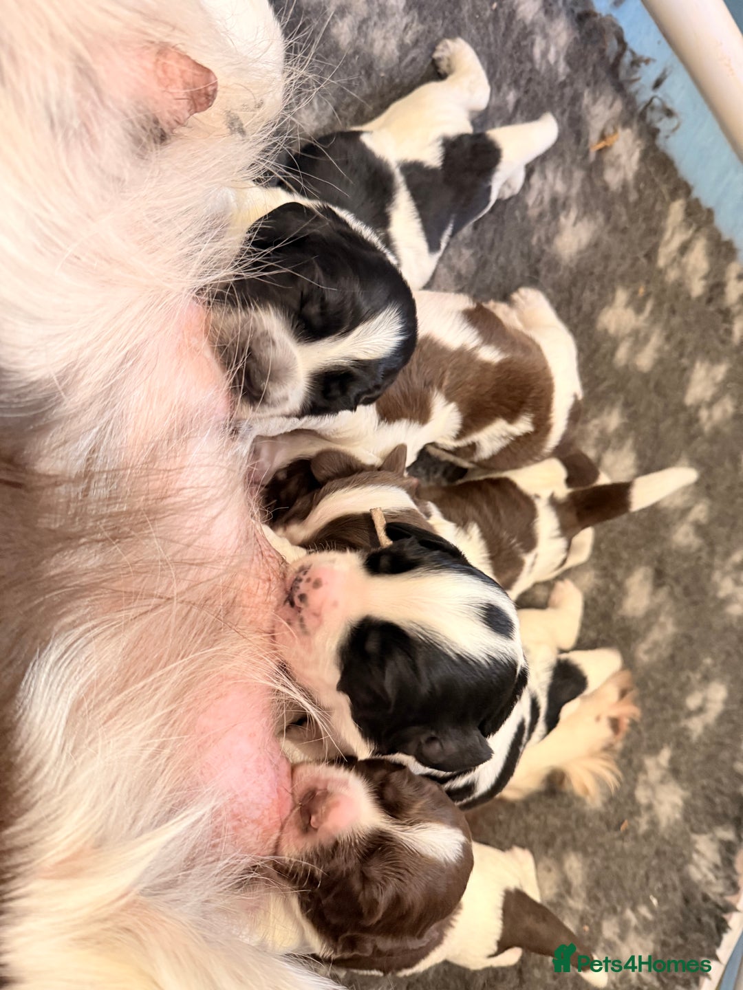 Sprocker dogs for sale: Stunning Sprocker pups  - Image 7