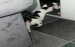 Mixed Breed cats for sale: Beautiful Kitten Looking for His Forever Home - Image 5