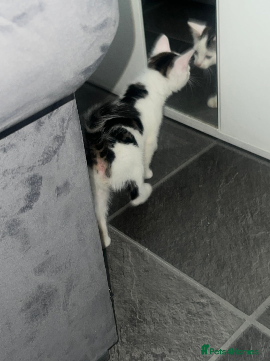 Mixed Breed cats for sale: Beautiful Kitten Looking for His Forever Home - Image 5