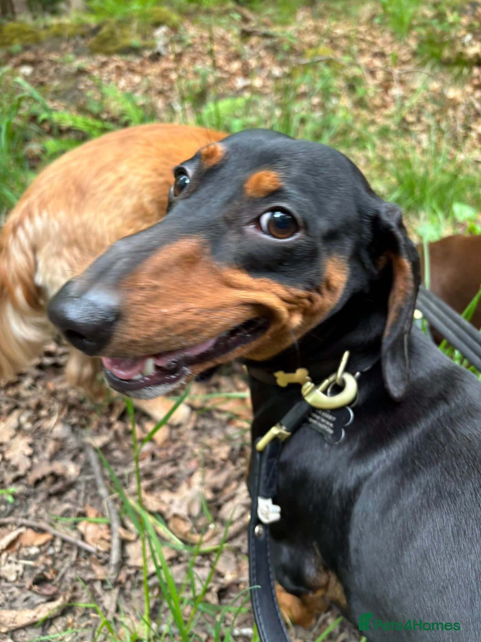 Miniature Dachshund dogs Nugget - Advert 16