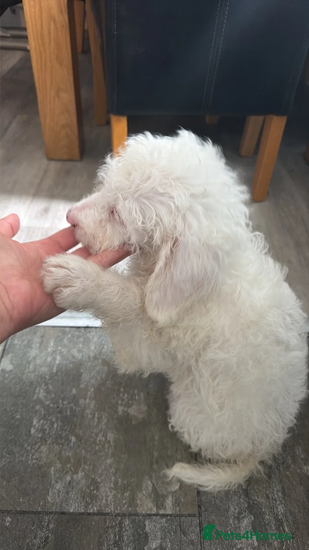 Mixed Breed dogs for sale: Mixed breed cockerpoo-lab - Advert 2