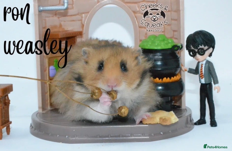 Hamster rodents for sale: Syrian Hamsters For Sale in Dunstable - Advert 8