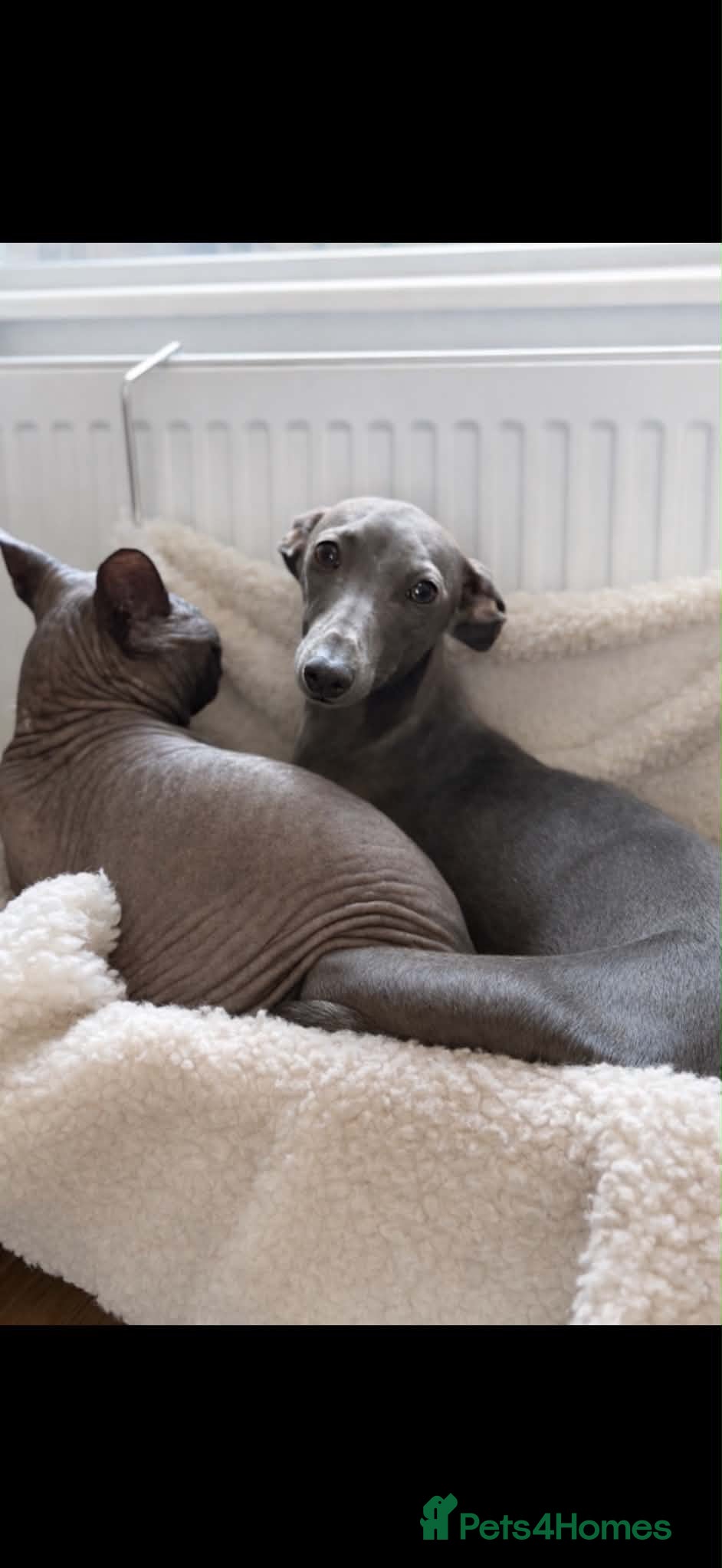 Italian Greyhound dogs Puppys Expected KCRegistered Italian Greyhounds 🐾 - Advert 1