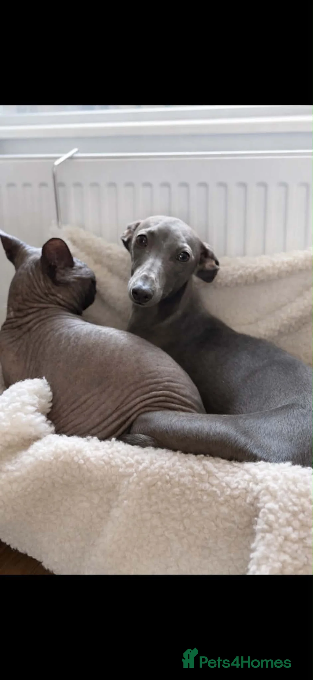 Italian Greyhound dogs for sale: Puppys Expected KCRegistered Italian Greyhounds 🐾 in Barrow-upon-Humber - Advert 1