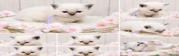 Ragdoll cats for sale: Blue Point and Mink Ragdolls  - Advert 4