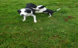 Border Collie dogs for sale: Border collie puppy  - Image 6