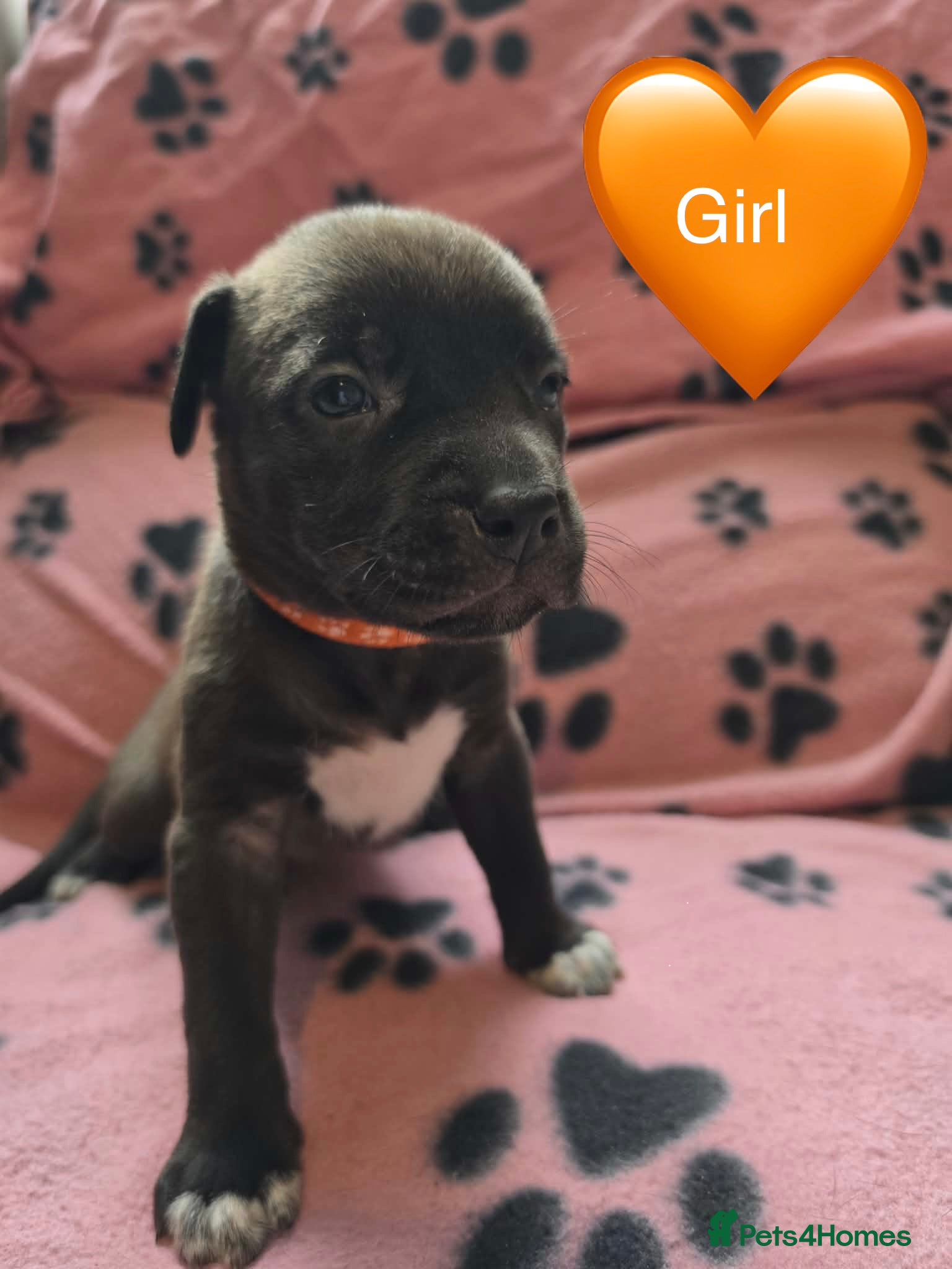 Mixed Breed dogs Staffy x Corso x Shepherd  - Advert 13