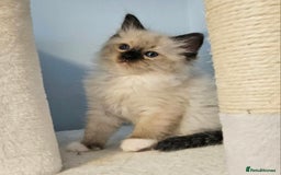 Ragdoll cats for sale: Stunning Ragdoll kittens  - Image 5