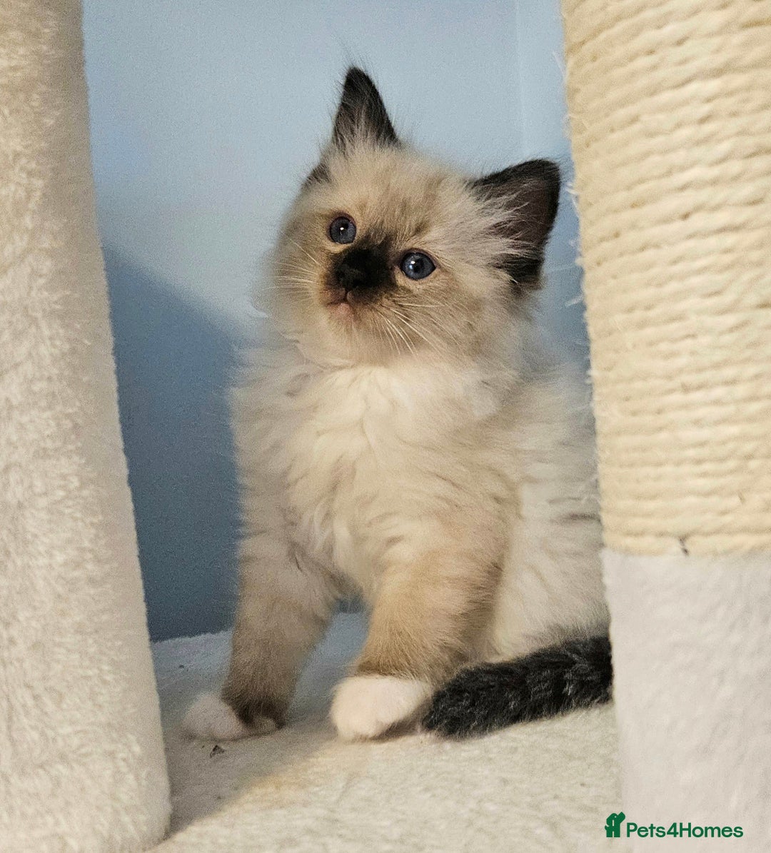 Ragdoll cats for sale: Stunning Ragdoll kittens  - Image 5