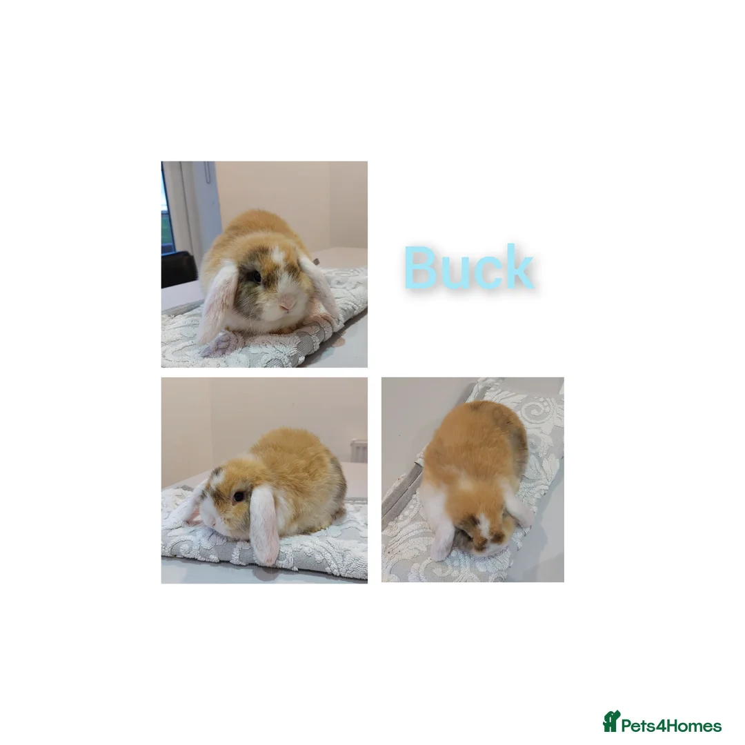 Mini Lop rabbits for sale: Young mini lop rabbits *ready now* - Advert 2