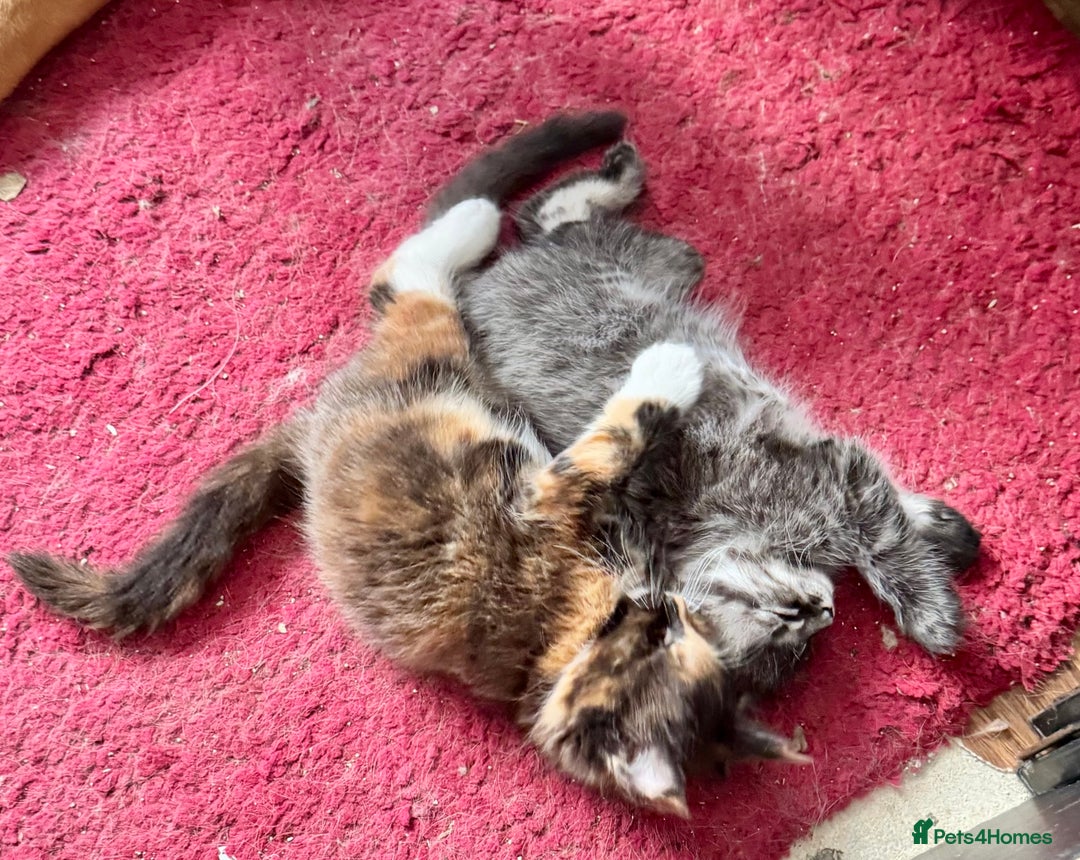 Maine Coon cats for sale: READY NOW! PEDIGREE MAINE COON GIRL  - Advert 4