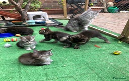 Maine Coon cats for sale: Maincoon kittens ready now  - Image 21