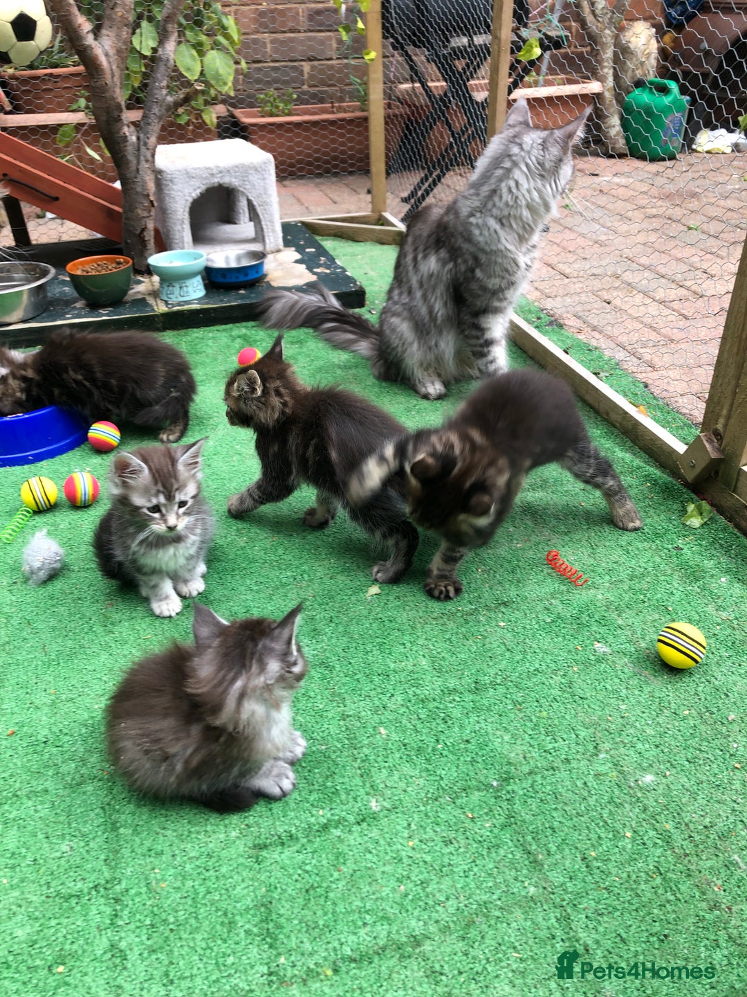 Maine Coon cats for sale: Maincoon kittens ready now  - Image 21
