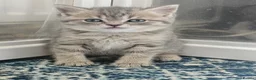 British Shorthair cats for sale: Blue Golden & Blue British Shorthair Kittens  - Advert 16