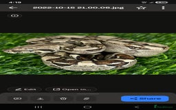 Boa Snake reptiles for sale: Brother and sister with tanks  - Advert 6