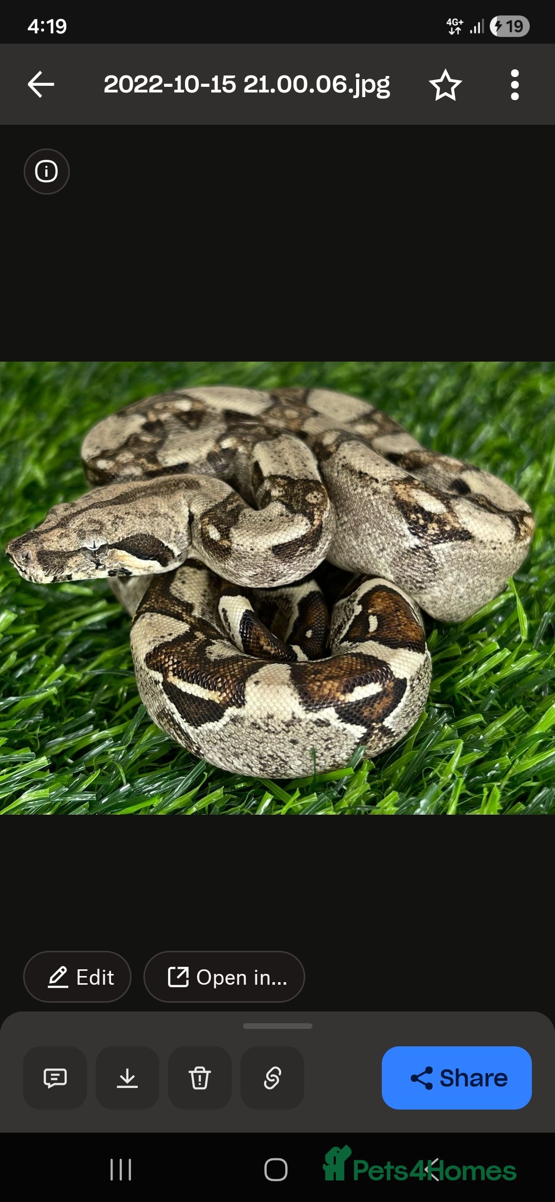 Boa Snake reptiles for sale: Brother and sister with tanks  - Advert 6