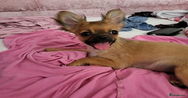 Mixed Breed dogs - Advert 2