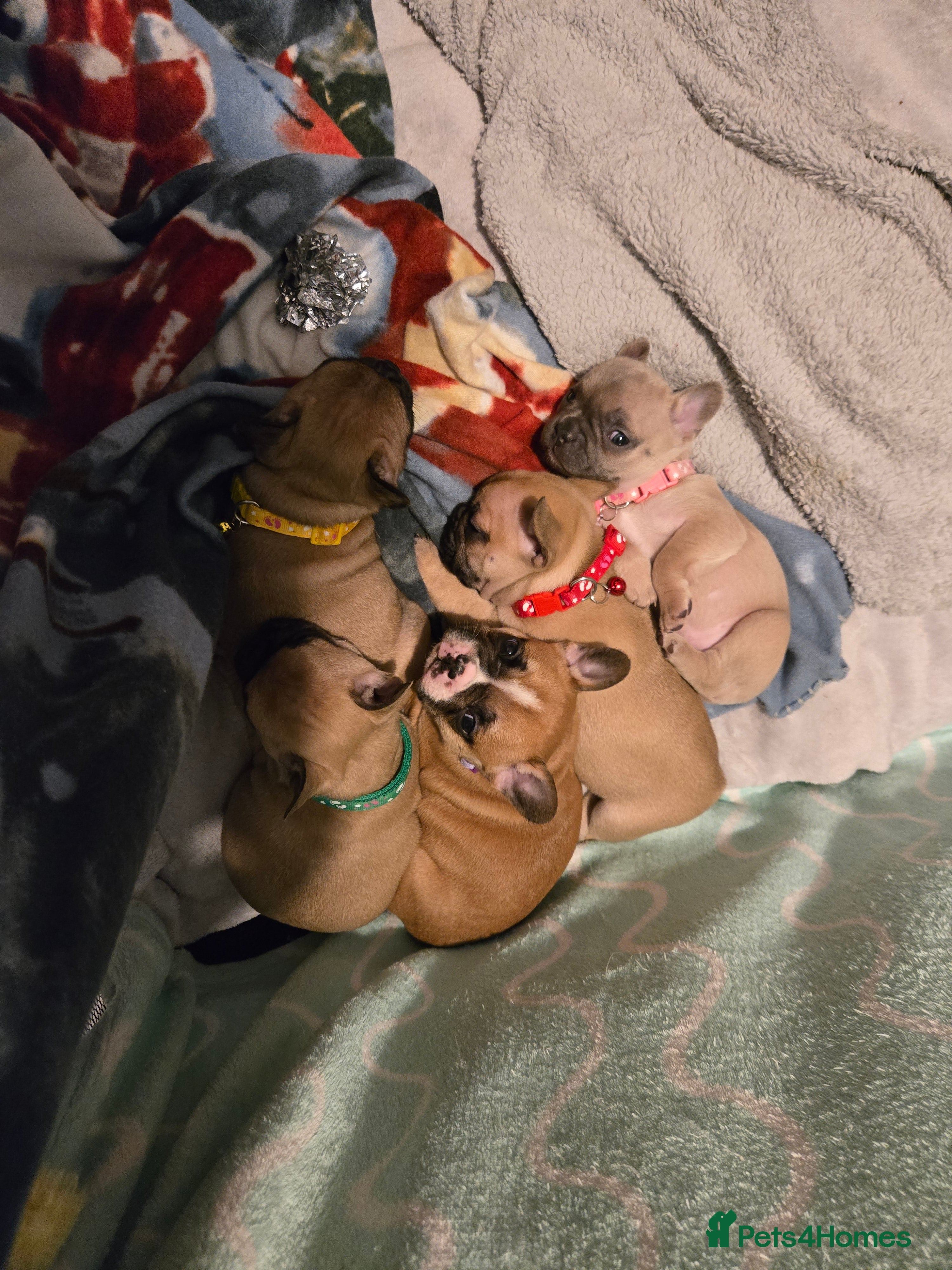 French Bulldog dogs French bulldog puppies.  - Advert 2