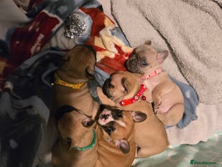 French Bulldog dogs French bulldog puppies. - Advert 2