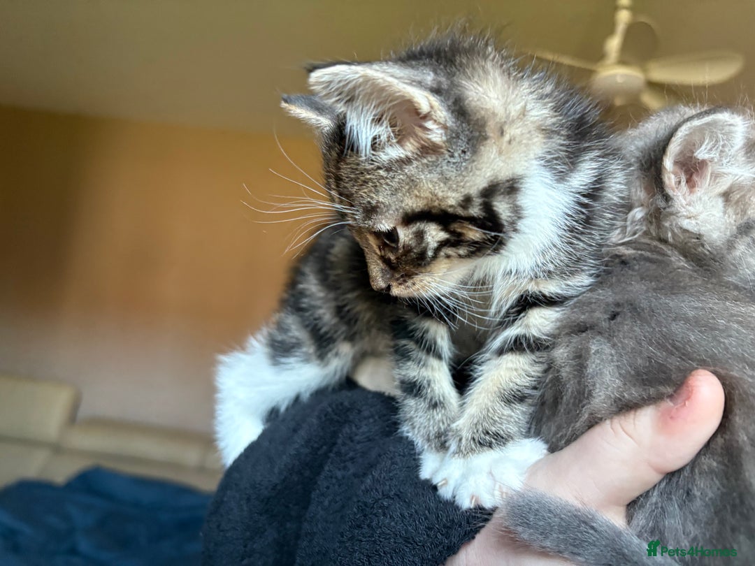 Siberian cats for sale: Beautiful Siberian/Norwegian mix kittens - Image 8