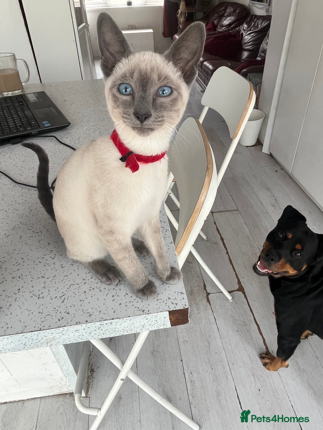Siamese cats for sale: Blue point Siamese kittens - Advert 15
