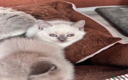 British Shorthair cats for sale: British shorthair GGCF Blue colourpoint kittens  - Image 7