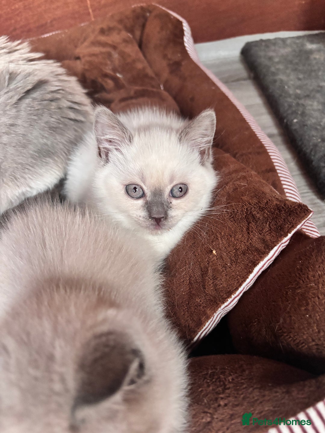 British Shorthair cats for sale: British shorthair GGCF Blue colourpoint kittens  - Image 7