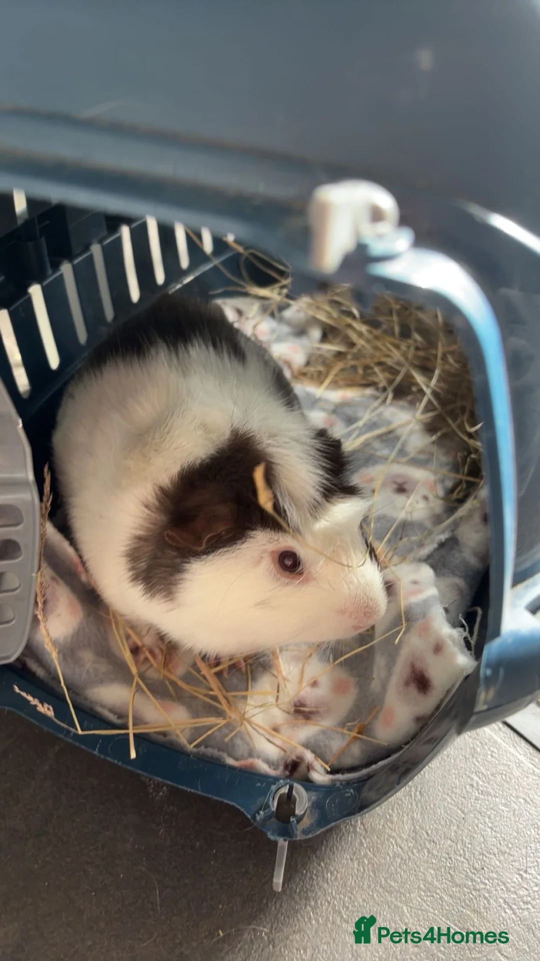 Guinea Pig rodents for sale: 2 male guinea pigs for sale - Advert 1