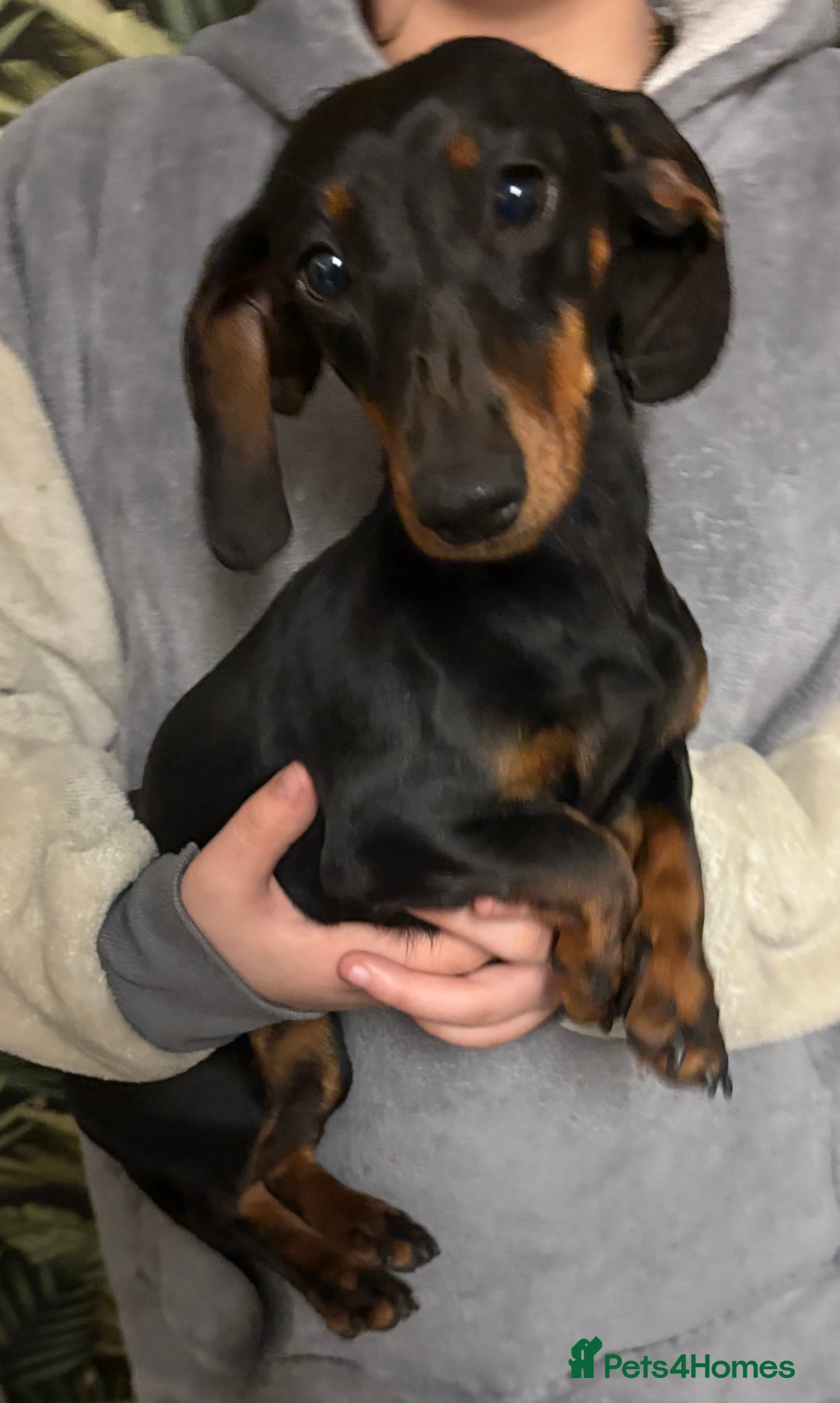 Dachshund dogs for sale: Dachshund Girl  - Advert 1