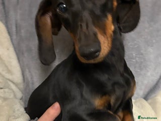 Dachshund dogs Dachshund Girl - Advert 4