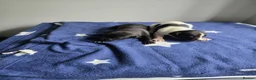Whippet dogs for sale: Kc whippets for sale - Advert 4