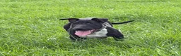 English Bull Terrier dogs for sale: English Bull Terrier  - Advert 3