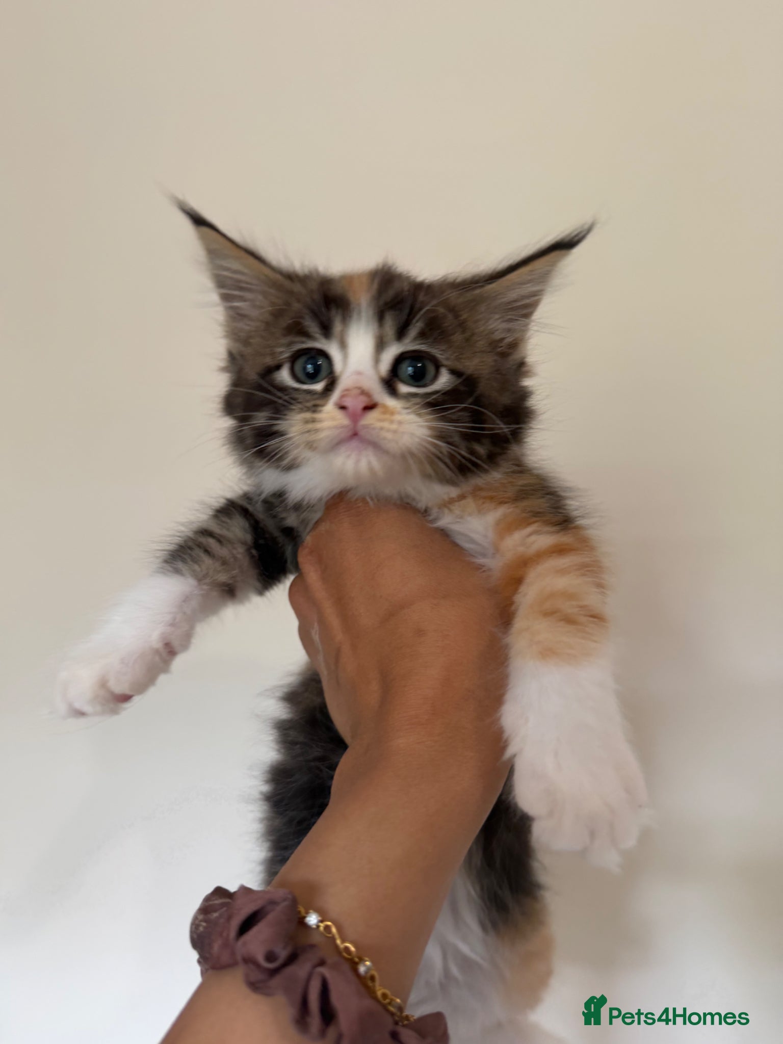 Maine Coon cats for sale: Maincoon X Radoll - Advert 3