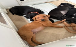 Labrador Retriever dogs for sale: Beautiful Labrador puppies for sale  - Image 19