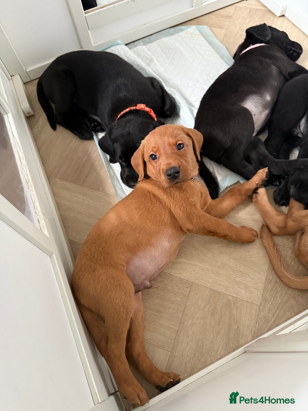 Labrador Retriever dogs for sale: Beautiful Labrador puppies for sale  - Image 19