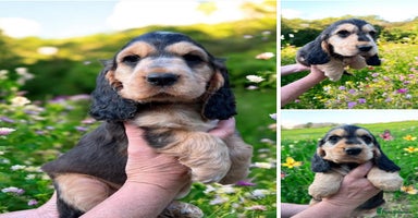 Cocker Spaniel dogs in Gainsborough - Advert 8
