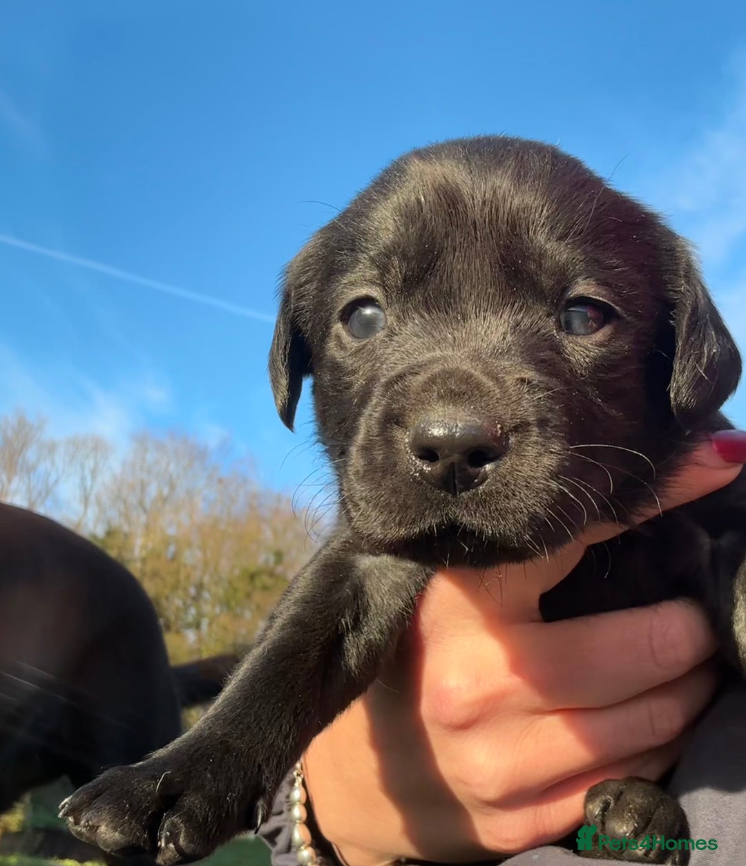 Labrador Retriever dogs for sale: Labrador Retriever Puppies  - Advert 6