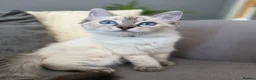 Ragdoll cats for sale: 💖 Stunning Ragdoll Kittens GCCF LAST ONE (Girl) - Advert 3