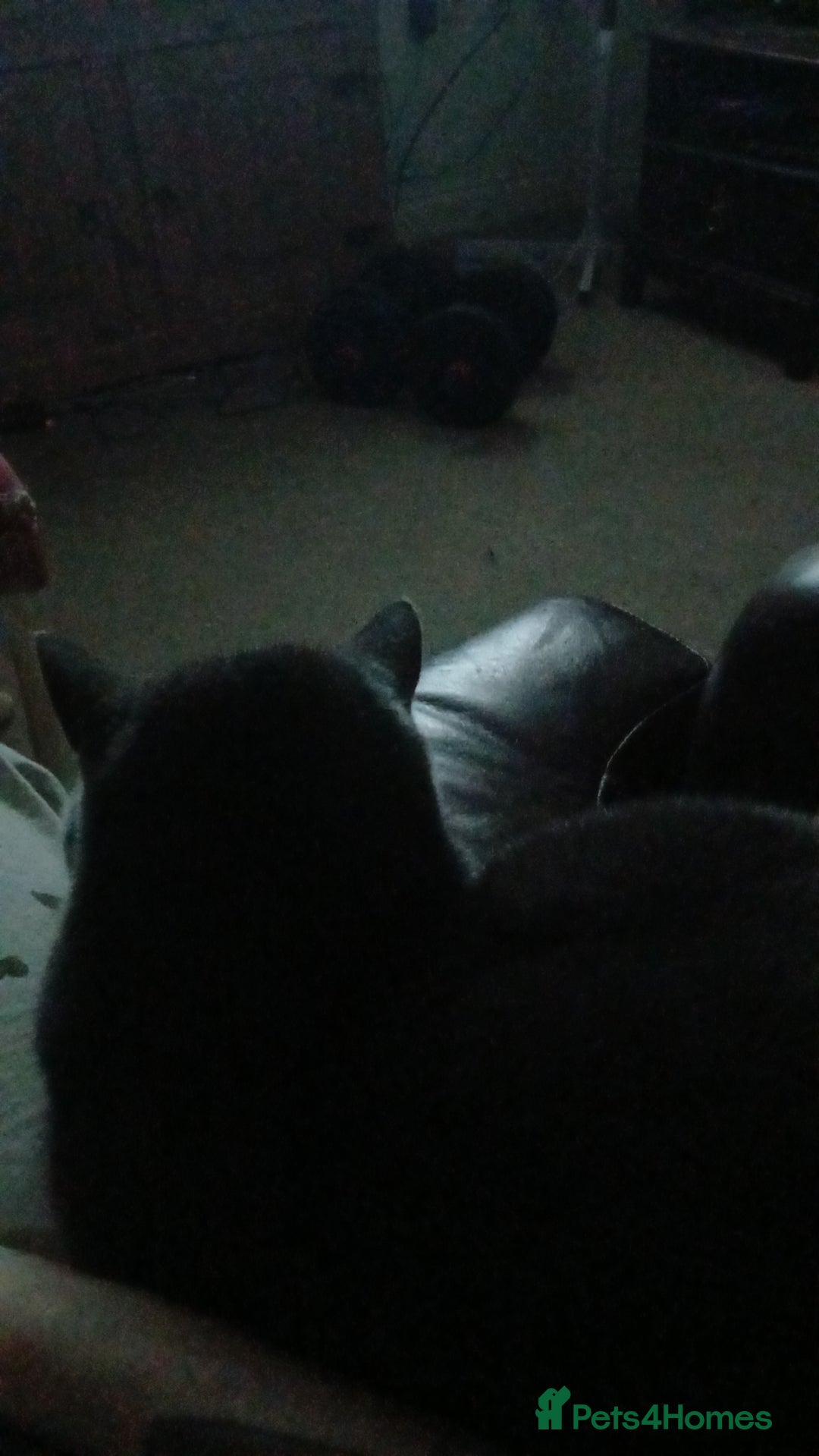 British Shorthair cats for sale: Loving cat for sale - Image 3