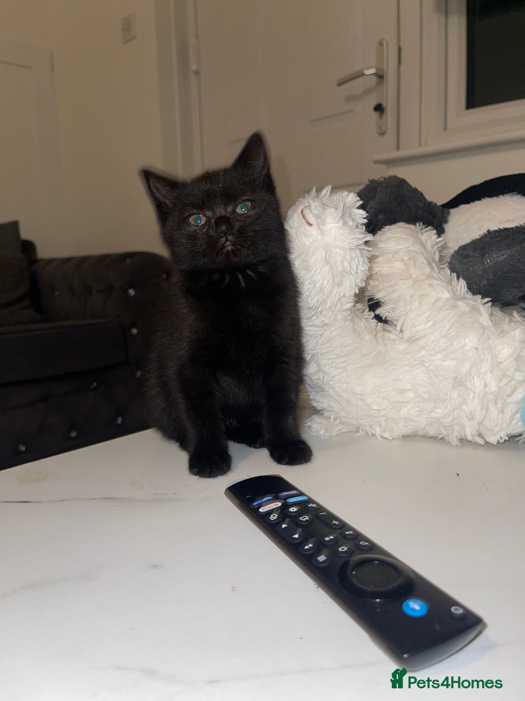 British Shorthair cats for sale: Looking for a forever home - Advert 6