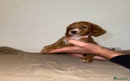 Cocker Spaniel dogs for sale: 🧡Fox Red WCS🧡 - Image 4