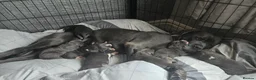 Mixed Breed dogs for sale: Cain corso x pocket bully in Potters Bar - Advert 2