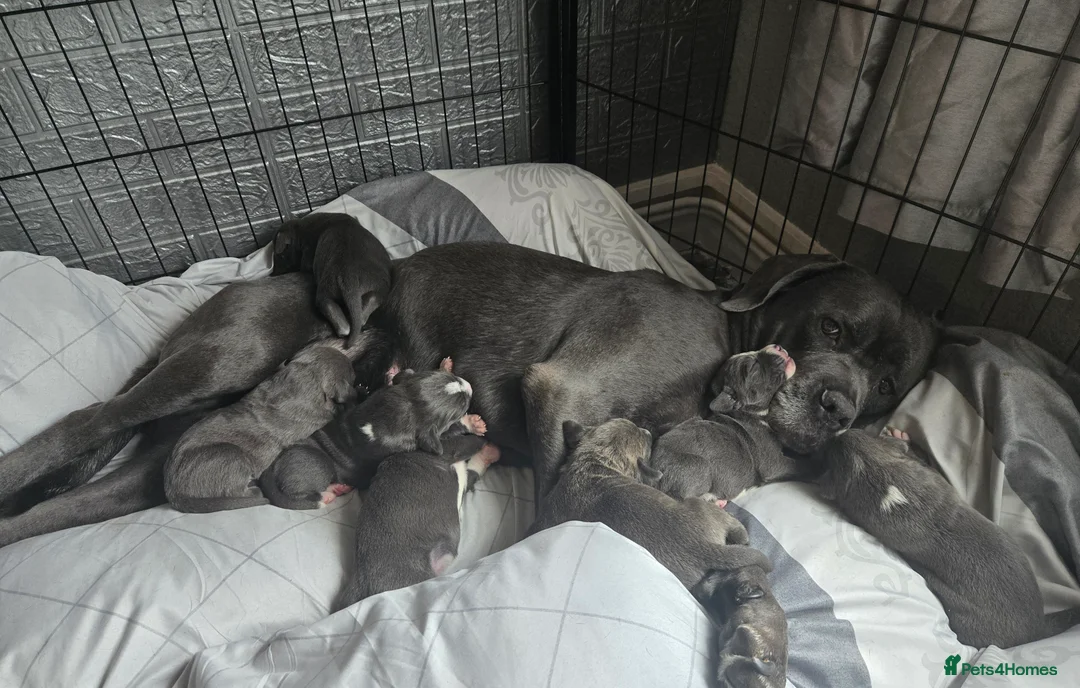 Mixed Breed dogs for sale: Cain corso x pocket bully in Potters Bar - Advert 2