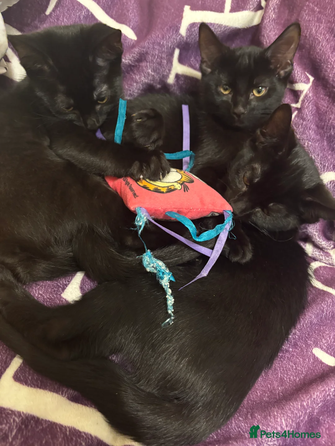 Bombay cats for sale: Mother and her two litters need to be rehomed - Advert 2