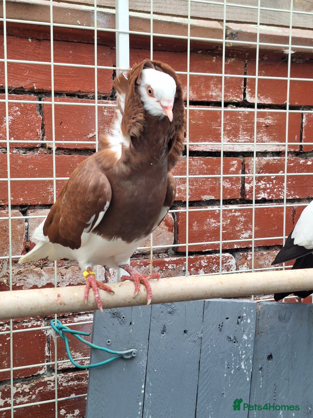 Pigeons birds for sale: 7 Pigeons for sale - Image 3