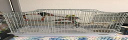Budgerigars birds for sale: Pair of budgies with cage - Advert 1